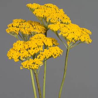 Achillea Yarrow Yellow Select