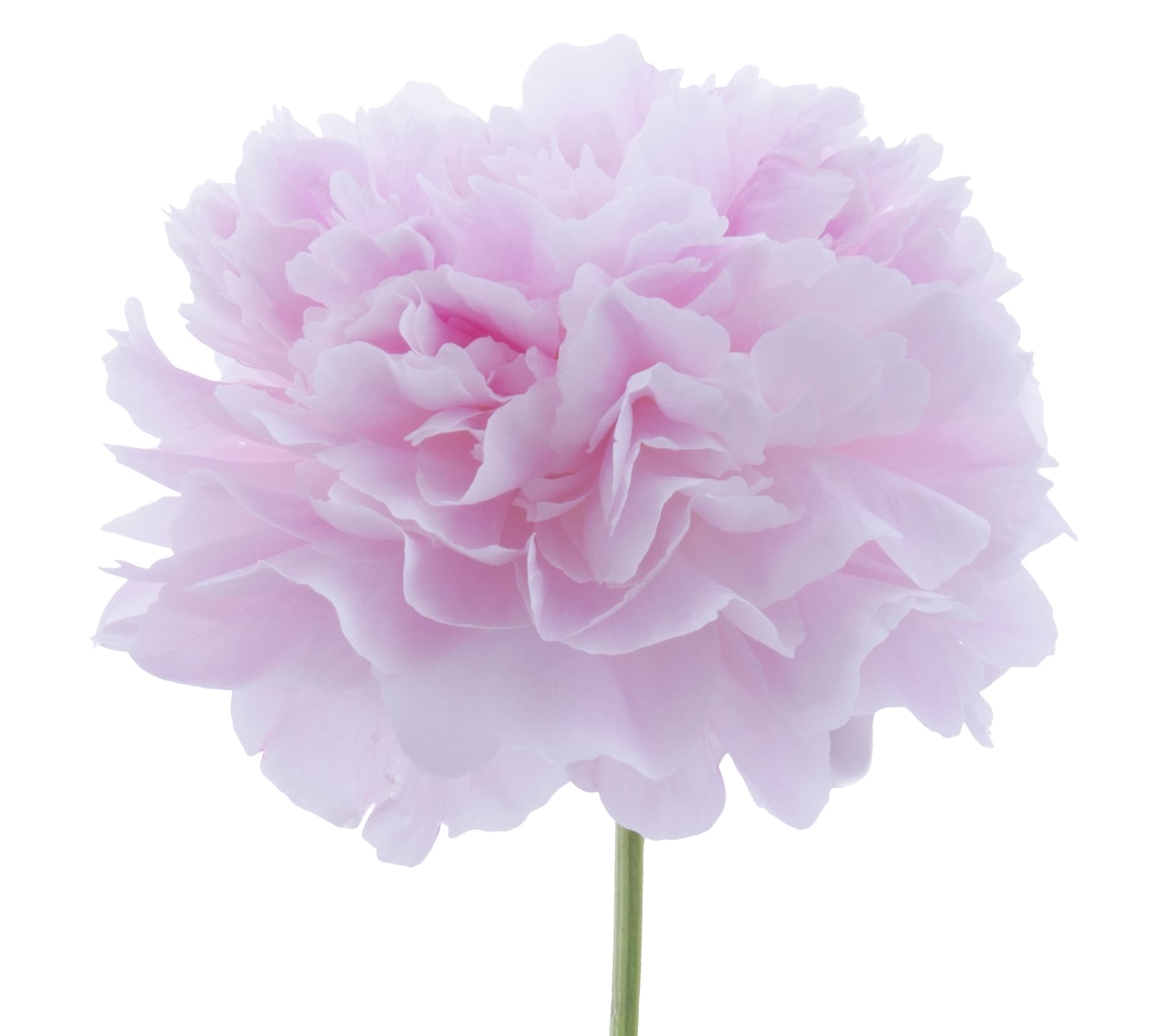Peony Sarah Bernhardt Light Pink 50