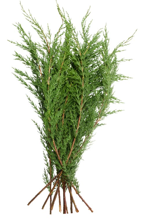 Greens Ecuadorian Cedar Green 50
