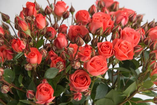 Sprayrose Coral Duchess Coral 40