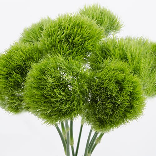 Green Ball Green Ball Green 60