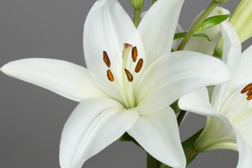 Lilies White LA Bach 3-5 Blooms