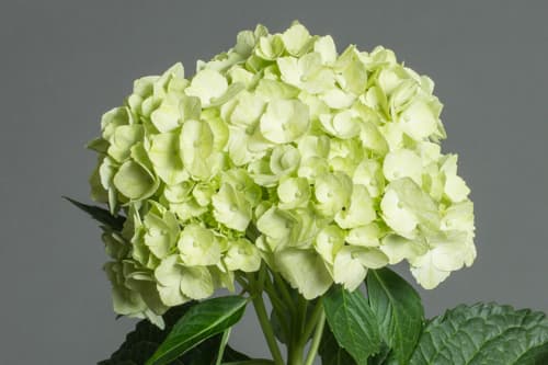 Hydrangea Lime Green Super Select