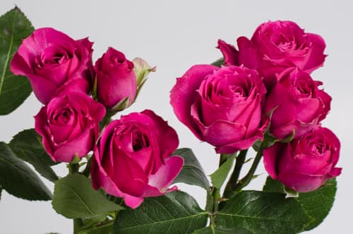 Sprayrose Purple Irischka Hot Pink 50
