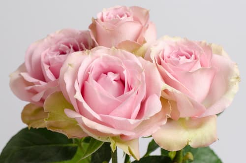 Sprayrose Pink Irischka Pink 40