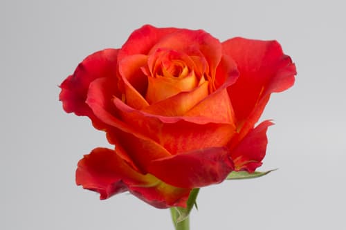 Roses Atomic Bicolor 60