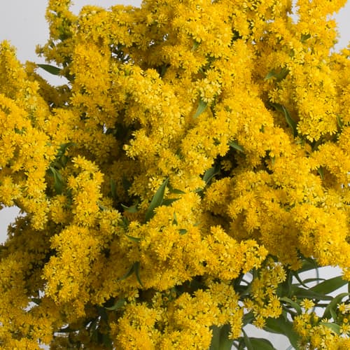 Asters Yellow Golden Glory 70
