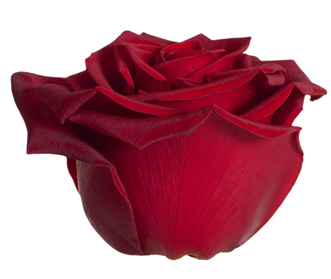 Roses Black Magic Red 60