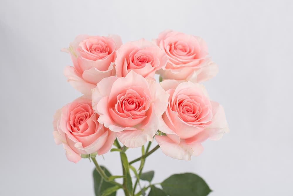 Sprayrose Pink Elegant Rosever 50
