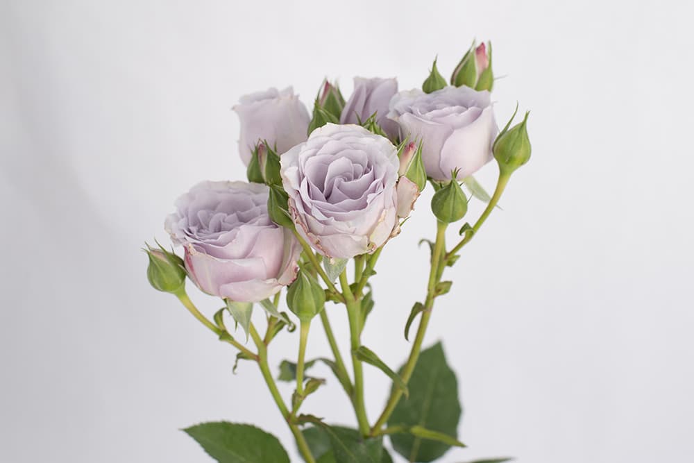 Sprayrose Lavender Silver Mikado 50
