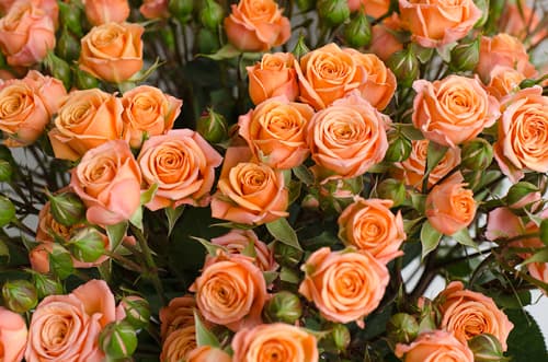 Sprayrose Orange Tangerine 60