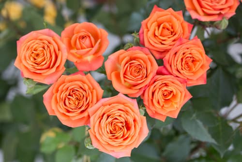 Sprayrose Babe Orange 60