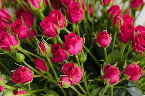 Sprayrose Hot Pink Gem Star 50