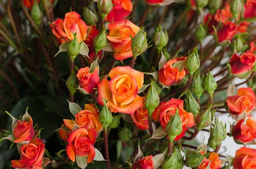 Sprayrose Orange Mambo 70