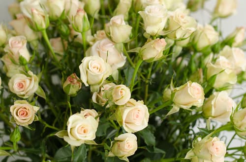 Sprayrose Porcelina Cream 50