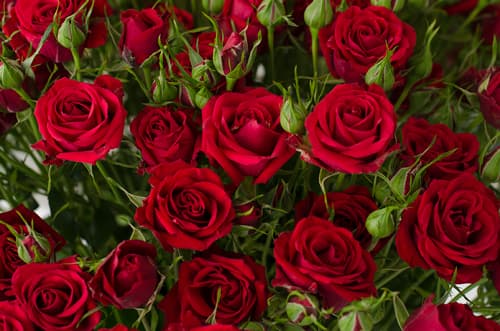 Sprayrose Scarlet Mimi Red 50