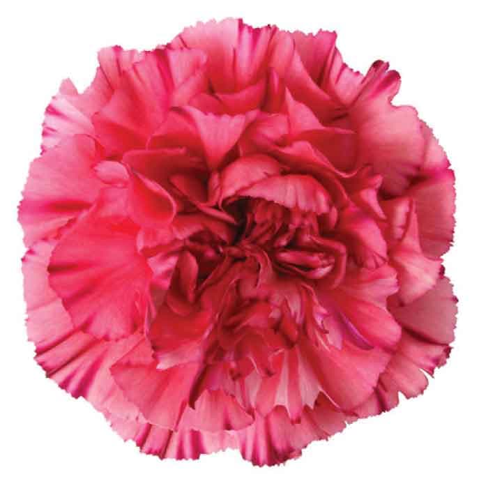 Carns Bernard Vintage Pink Select