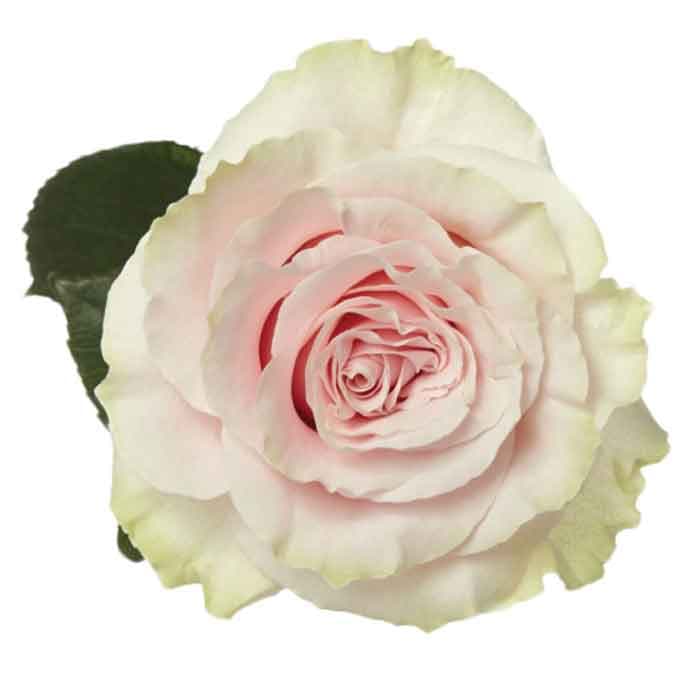 Rose Pink Mondial Ecu Light Pink 40cm