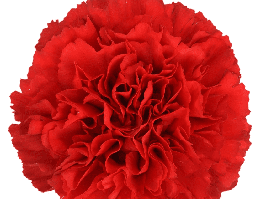 Carns Gran Sole Red Fancy