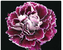 Carns Minerva Bi-color Purple Select