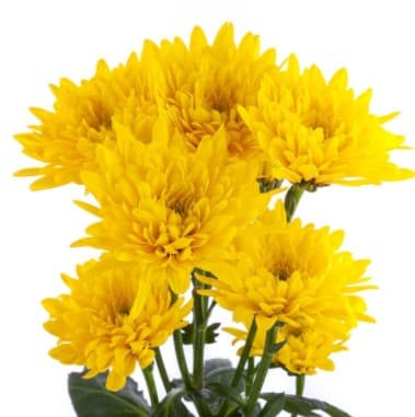 Pom Cushion Soleado Yellow