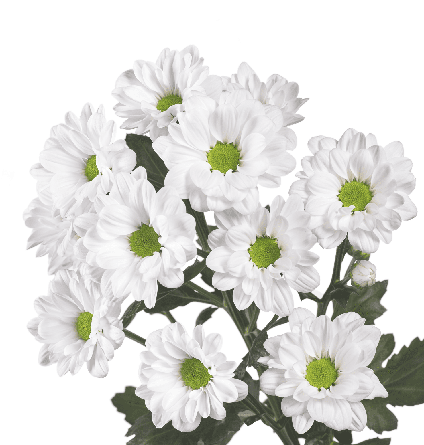 Pom White Daisy Alma