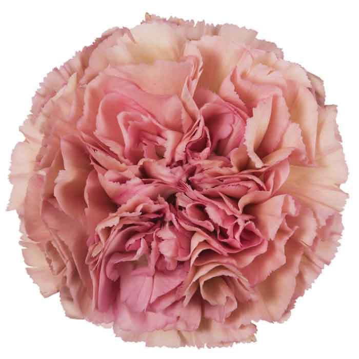 Carns Lege Pink Vintage Dusty Pink Fancy