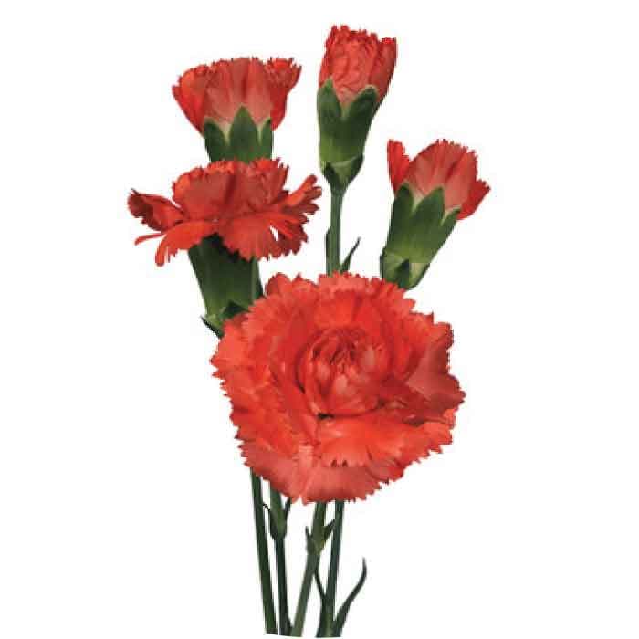 Minis Orange Romany