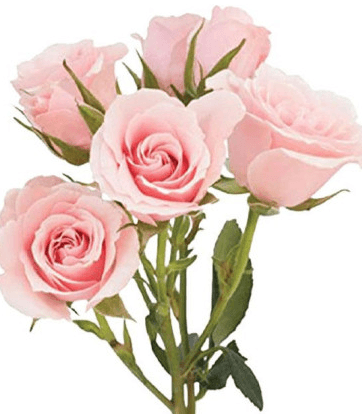 Sprays Majolika Ecu Light Pink 40cm