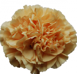 Carns Caroline Gold Peach Gold Select