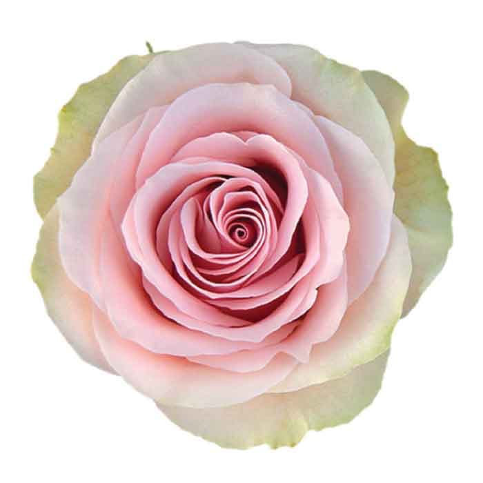Rose Frutteto Ecu Light Pink 50cm