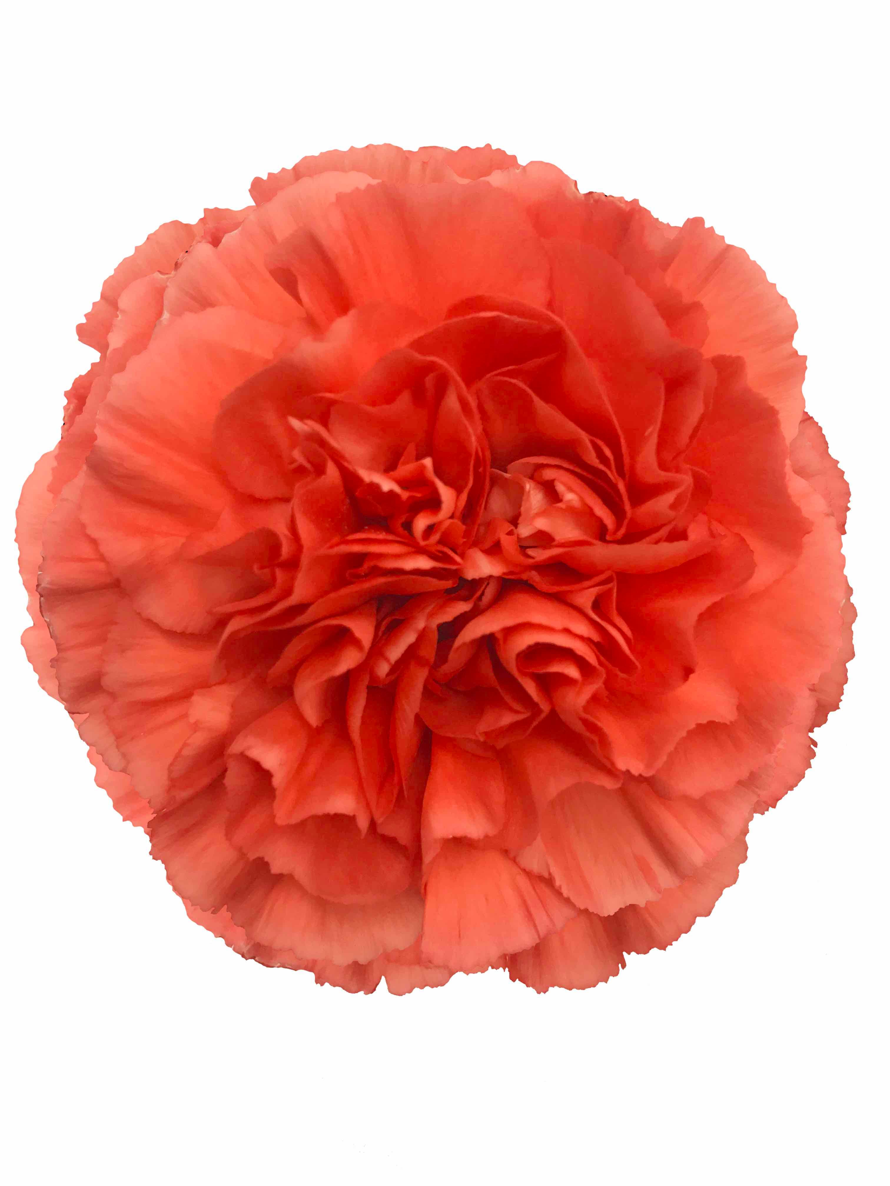 Carns Caroline Orange Select