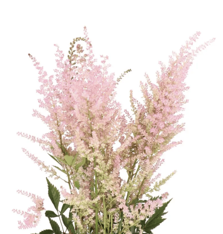 Astilbe Spx Pink Erika 50cm