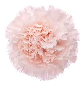Carns Blush Pink Brut Select