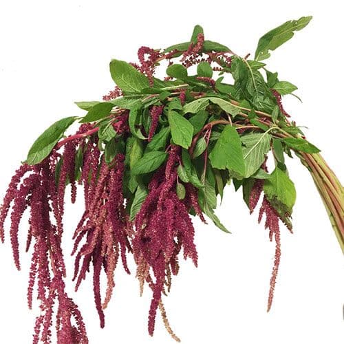 Amaranthus Spx Hanging Red 5st 70cm