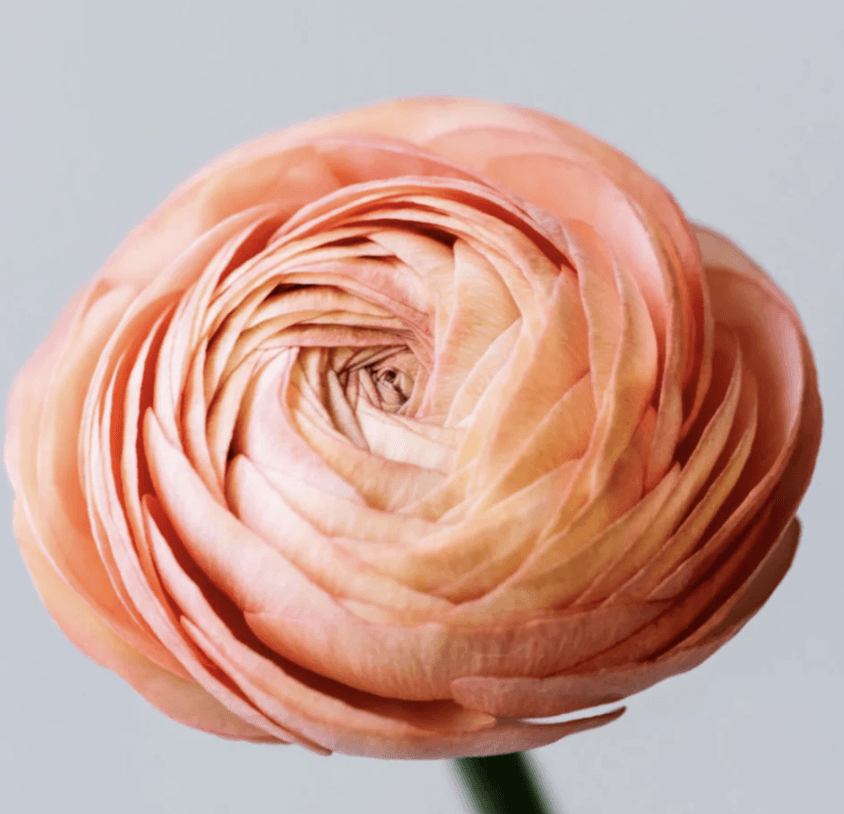 Ranunculus Spx Salmon 35/40cm