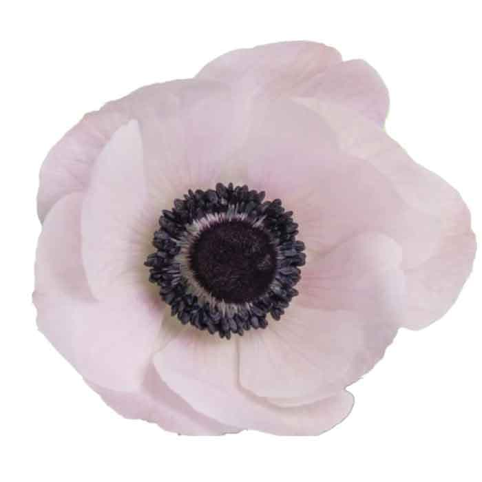 Anemone Spx White/blush 30/35cm