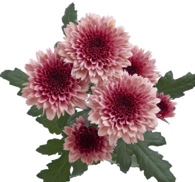 Pom Cushion Raspberry Brulee Bi-color Purple