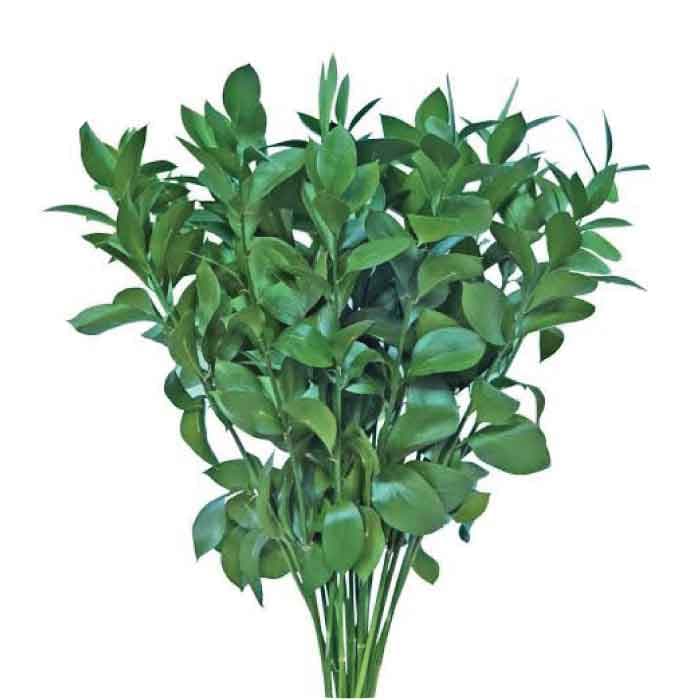 Greens Israeli Ruscus Long 70cm