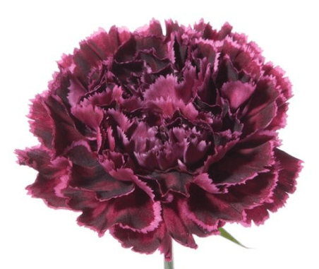 Carns Nobbio Black Heart Bi-color Burgundy Select