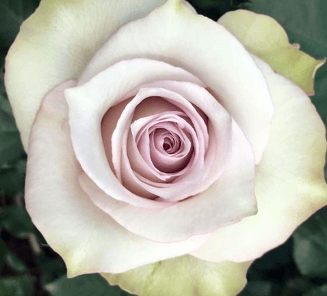 Rose Deep Silver Lavender 50cm