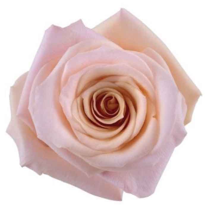 Rose Mother Of Pearl Blush Pink 60cm