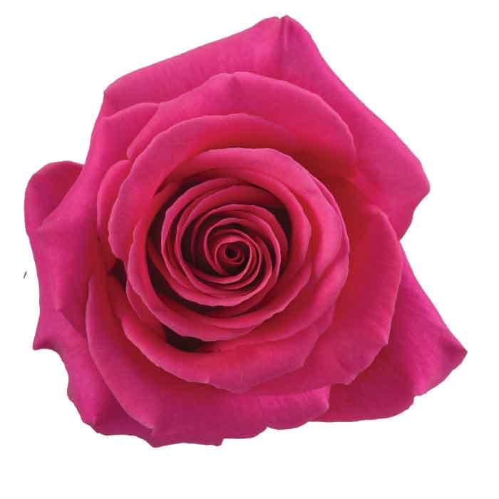 Rose Pink Floyd Hot Pink 60cm