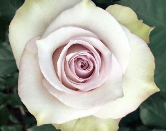 Rose Deep Silver Lavender 40cm