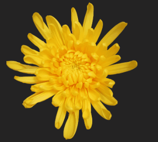 Mums Spider Mimosa Yellow