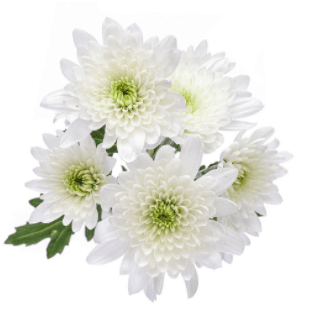 Pom Cushion Maisy White Platinum