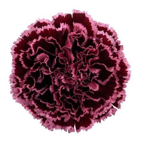 Carns Nobbio Bi-color Burgundy Select