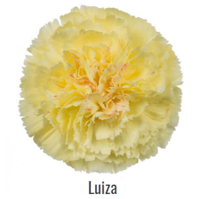 Carns Luiza Yellow Select