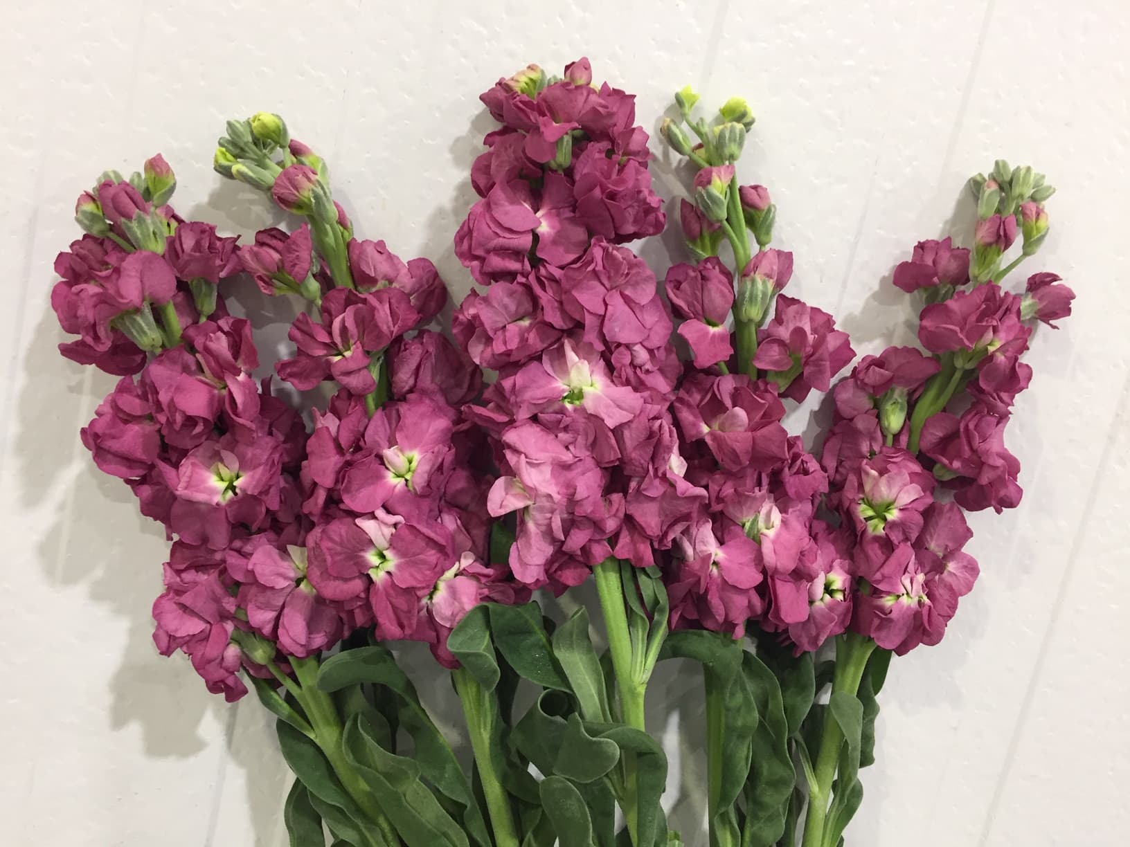 Stock-Matthiola Mauve Super
