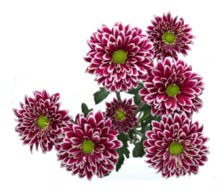 Pom Purple Bi-Color Daisy Amethyst
